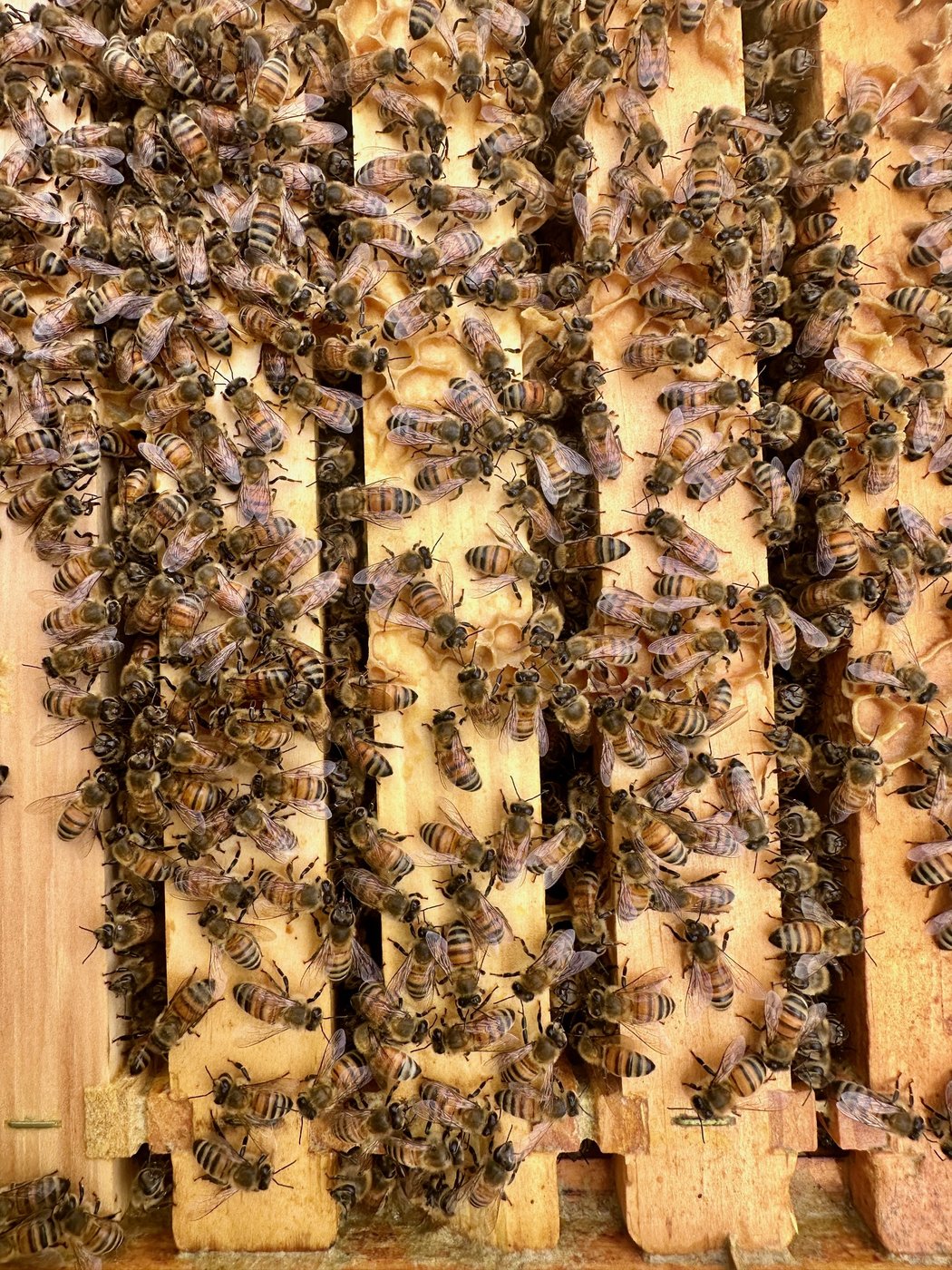 A frame of honey bees from our hives