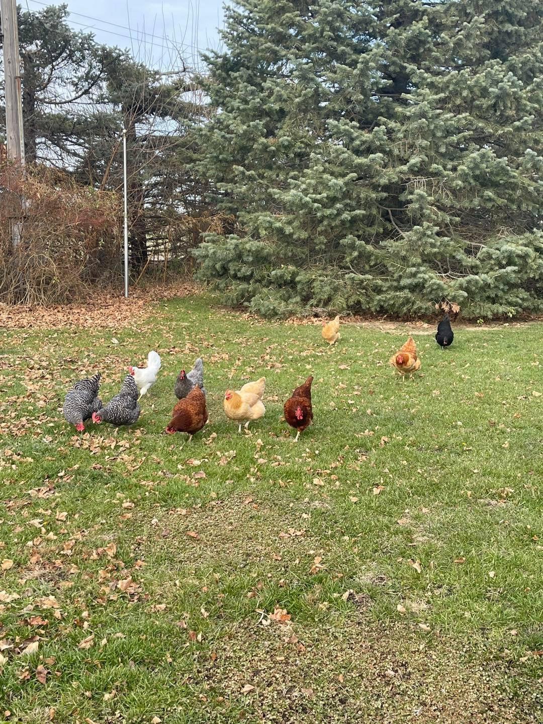 Some of our flock out in the yard