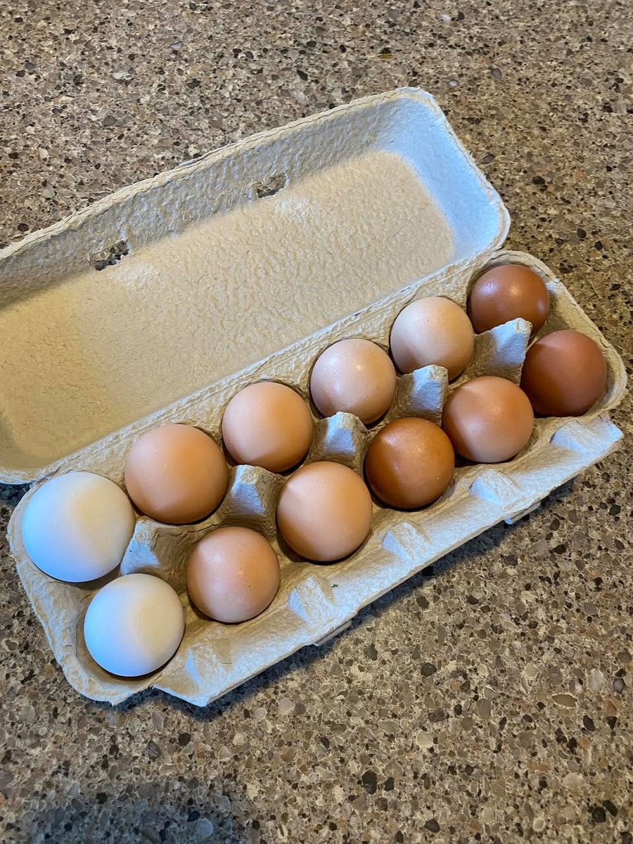 Mixed shades of farm fresh eggs in a carton